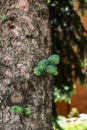 Young green fluffy spruce branches grow from a barked tree trunk. Close-up. Vertical orientation. High quality photo Royalty Free Stock Photo