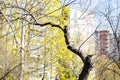 Young green foliage and bare pruned tree in spring Royalty Free Stock Photo