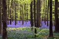 Young green foliage and bluebells