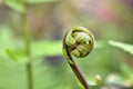 Young green foliage curly fern plant ,Polypodiopsida or Polypodiophyta ,evergreen leaf vascular plants ,greenery tones ,macro imag