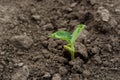 Young green fresh bean sprout germinate from seeds in the ground in kitchen garden at home. Growing vegetables and legumes on farm Royalty Free Stock Photo