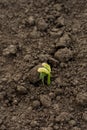 A young green fresh bean sprout grows out from seeds in black soil in kitchen garden at home. Growing vegetables and legumes. Royalty Free Stock Photo