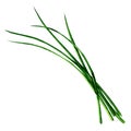 Young green fresh chives bunch isolated, watercolor illustration on white Royalty Free Stock Photo