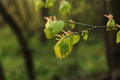 Young green fresh leave of Tilia - lime tree