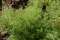 Young, green, fresh shoots of dill grow in the kitchen garden on a sunny day. Growing vegetables at home.