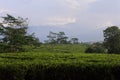 Young green fresh tea leaves on the tea bush close up. tea plantations in Sukabumi, Indonesia. view green tea terrace farm on the Royalty Free Stock Photo