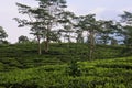 Young green fresh tea leaves on the tea bush close up. tea plantations in Sukabumi, Indonesia. view green tea terrace farm on the Royalty Free Stock Photo