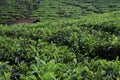 Young green fresh tea leaves on the tea bush close up. tea plantations in Sukabumi, Indonesia. view green tea terrace farm on the Royalty Free Stock Photo
