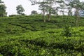 Young green fresh tea leaves on the tea bush close up. tea plantations in Sukabumi, Indonesia. view green tea terrace farm on the Royalty Free Stock Photo