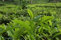 Young green fresh tea leaves on the tea bush close up. tea plantations in Sukabumi, Indonesia. view green tea terrace farm on the Royalty Free Stock Photo