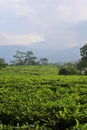 Young green fresh tea leaves on the tea bush close up. tea plantations in Sukabumi, Indonesia. view green tea terrace farm on the Royalty Free Stock Photo