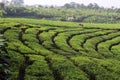 Young green fresh tea leaves on the tea bush close up. tea plantations in Sukabumi, Indonesia. view green tea terrace farm on the Royalty Free Stock Photo