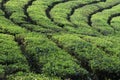 Young green fresh tea leaves on the tea bush close up. tea plantations in Sukabumi, Indonesia. view green tea terrace farm on the Royalty Free Stock Photo