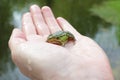 Young green frog on a palm of hand close up Royalty Free Stock Photo