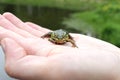 Young green frog on a palm of hand close up Royalty Free Stock Photo