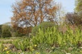 Young green fronds of Ostrich fern Matteuccia struthiopteris in garden