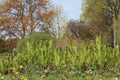 Young green fronds of Ostrich fern Matteuccia struthiopteris in garden