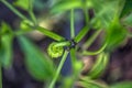 Young green fruit of the pepper plant on the plant during cultivation