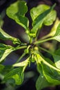 Young green fruit of the pepper plant on the plant during cultivation