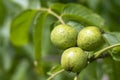 Young green fruit on a walnut tree Royalty Free Stock Photo