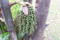 Young green fruits of Caryota uens on branch.