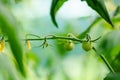 Young green fruits of cherry tomatoes growing on a branch in the vegetable garden. Concept of growing organic vegetables Royalty Free Stock Photo