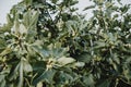 Young green fruits of figs on the branch of fig tree with big green leaves and blurred branch in foreground all in muted colors Royalty Free Stock Photo