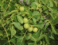 Young green fruits of a walnut on a tree in a collective farm garden Royalty Free Stock Photo