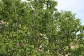 Young green fruits of a walnut on a tree in a collective farm garden Royalty Free Stock Photo