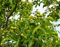 Young green fruits of a walnut on a tree in a collective farm garden Royalty Free Stock Photo