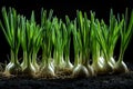 Young Green Garlic Sprout on Black Bed Early Spring, Garlic Sprouts Rows