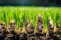 Young Green Garlic Sprout on Black Bed Early Spring, Garlic Sprouts Rows