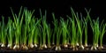 Young Green Garlic Sprout on Black Bed Early Spring, Garlic Sprouts Rows