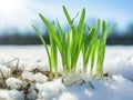 Young Green Garlic Sprout on Black Bed Early Spring, Garlic Sprouts Rows