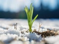 Young Green Garlic Sprout on Black Bed Early Spring, Garlic Sprouts Rows