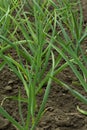 Young green garlic sprouts in the garden in spring