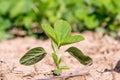 Young green genetically modified soybean in the field or GMO soybean, Glycine max. Royalty Free Stock Photo