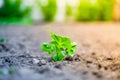 Young green germinal leaves of a potato close-up in a garden bed Royalty Free Stock Photo