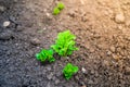 Young green germinal leaves of a potato close-up in a garden bed Royalty Free Stock Photo