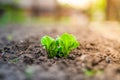 Young green germinal leaves of a potato close-up in a garden bed Royalty Free Stock Photo