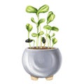 Young green germinating sunflower sprouts from sunflower seeds. A plant in a stylish concrete pot. Organic micro-greens for