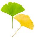 Young green gingko leaf and old yellow ginko leaf diagonal as symbol of generations Royalty Free Stock Photo