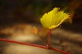 Young green grape leaves with burgundy stem grow in the sunny garden. Closeup view Royalty Free Stock Photo