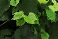 Young green grape leaves grow on a bush Royalty Free Stock Photo