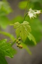 Young green grape leaves grow in the spring garden. Royalty Free Stock Photo