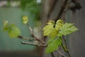 Young green grape leaves grows in the spring garden Royalty Free Stock Photo