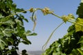 Young green grape Leaves on sky background Royalty Free Stock Photo