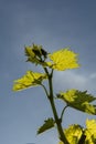 Young green grape leaves in vineyard. Grapevine leaves backlit by the sunlight. Close up. Detail Royalty Free Stock Photo