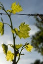 Young green grape leaves in vineyard. Grapevine leaves backlit by the sunlight. Close up. Detail Royalty Free Stock Photo