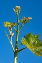 Young green grape plant shoot with leaves, buds and berry ovaries and blue sky Royalty Free Stock Photo